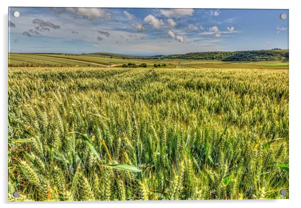 South Downs Barley Acrylic by Malcolm McHugh