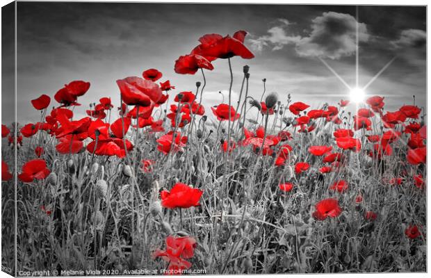 Idyllic Field of Poppies with Sun Canvas Print by Melanie Viola