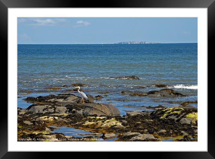Heron and May Isle Framed Mounted Print by Adrian Snowball