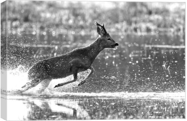 Roe Deer Running Through Water Canvas Print by Mick Vogel