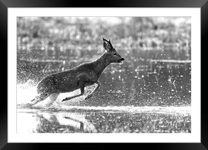 Roe Deer Running Through Water Framed Mounted Print by Mick Vogel