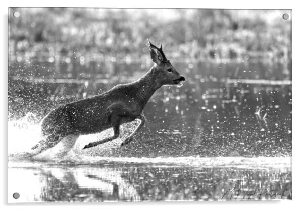 Roe Deer Running Through Water Acrylic by Mick Vogel