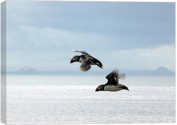 Two puffins Canvas Print by Adrian Snowball