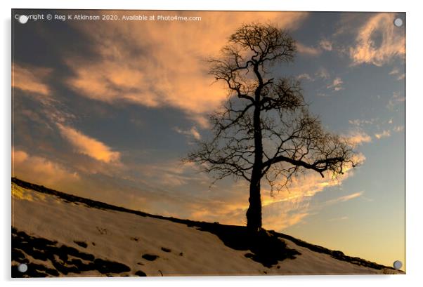 Lone Tree Sunset Acrylic by Reg K Atkinson