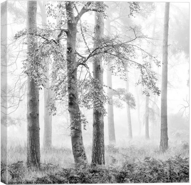Misty Woodland Canvas Print by John Potter