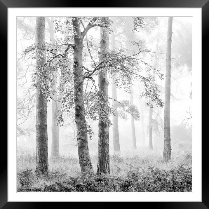Misty Woodland Framed Mounted Print by John Potter