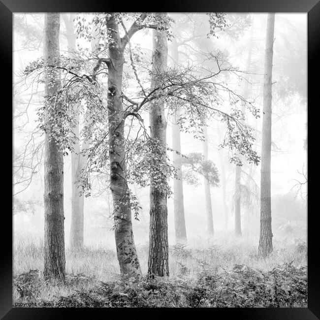 Misty Woodland Framed Print by John Potter
