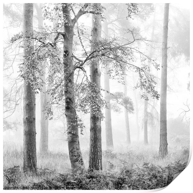 Misty Woodland Print by John Potter