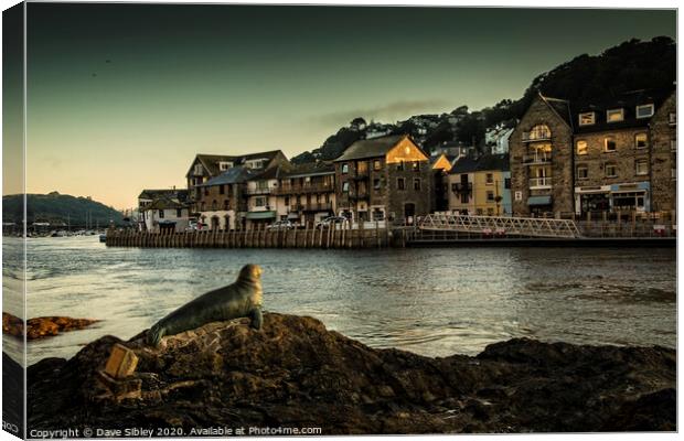 Looe harbour seal sculpture Canvas Print by Dave Sibley