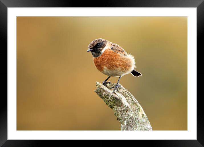 Male Stonechat Framed Mounted Print by Mick Vogel
