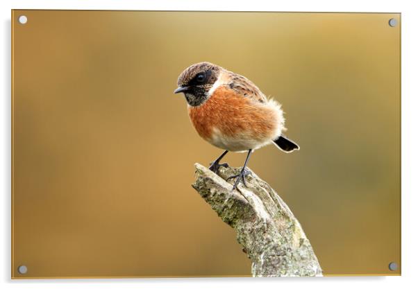 Male Stonechat Acrylic by Mick Vogel