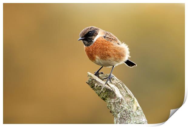 Male Stonechat Print by Mick Vogel