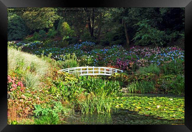 trebah gardens cornwall Framed Print by Kevin Britland