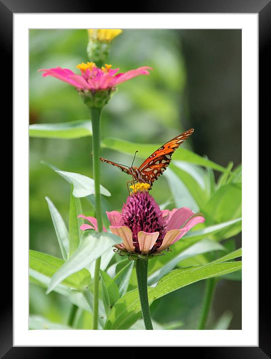 Butterfly Framed Mounted Print by Karen Steel