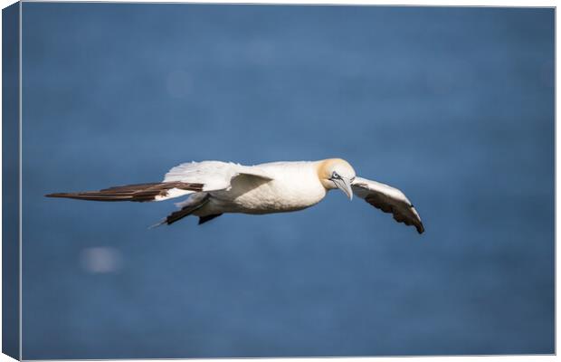 Northern gannet flying on the coast of the North Sea Canvas Print by Jason Wells
