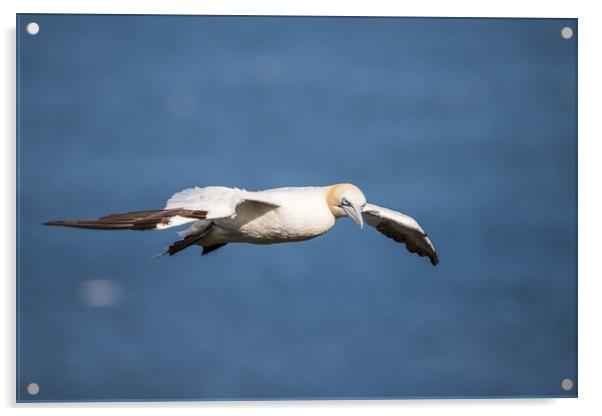 Northern gannet flying on the coast of the North Sea Acrylic by Jason Wells