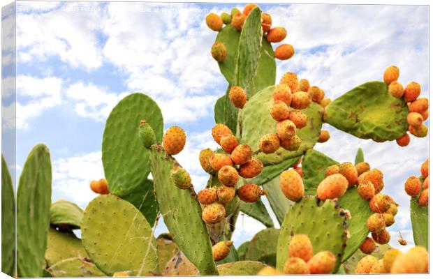 Fruits of an orange ripe sweet cactus of prickly pear prickly pear cactus against the background of a blue slightly cloudy sky. Canvas Print by Sergii Petruk