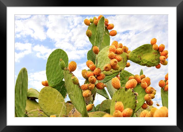 Fruits of an orange ripe sweet cactus of prickly pear prickly pear cactus against the background of a blue slightly cloudy sky. Framed Mounted Print by Sergii Petruk