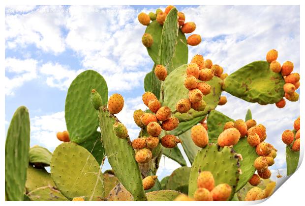 Fruits of an orange ripe sweet cactus of prickly pear prickly pear cactus against the background of a blue slightly cloudy sky. Print by Sergii Petruk