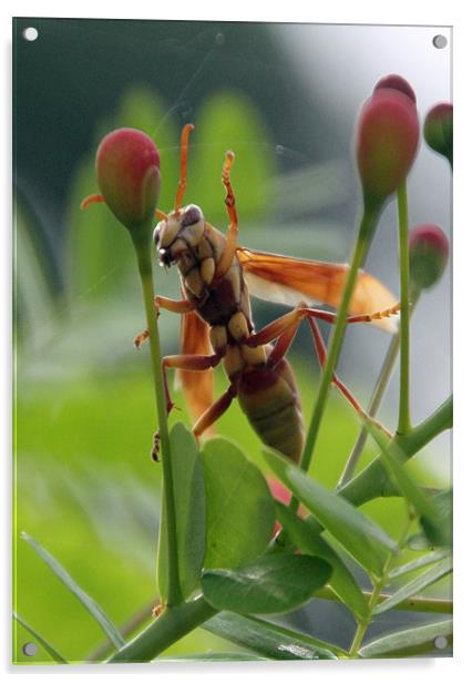 Hornet Acrylic by Karen Steel