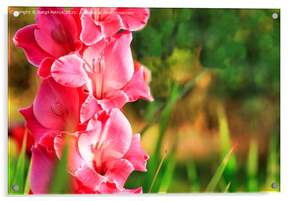Delicate pink-red gladiolus blooms in the garden Acrylic by Sergii Petruk