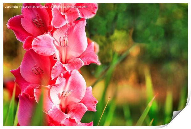 Delicate pink-red gladiolus blooms in the garden Print by Sergii Petruk