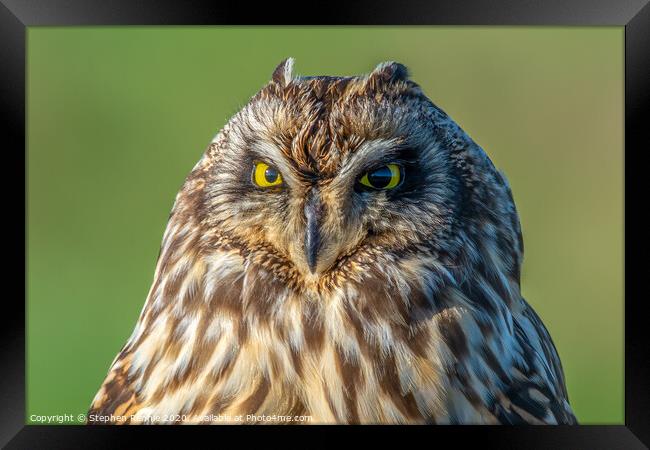 Face to face with a Short-eared Owl Framed Print by Stephen Rennie