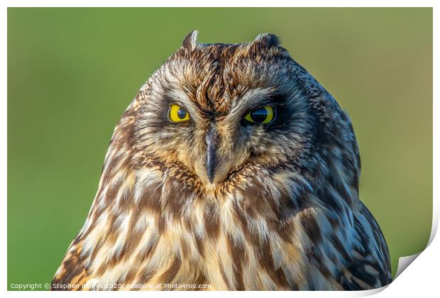Face to face with a Short-eared Owl Print by Stephen Rennie