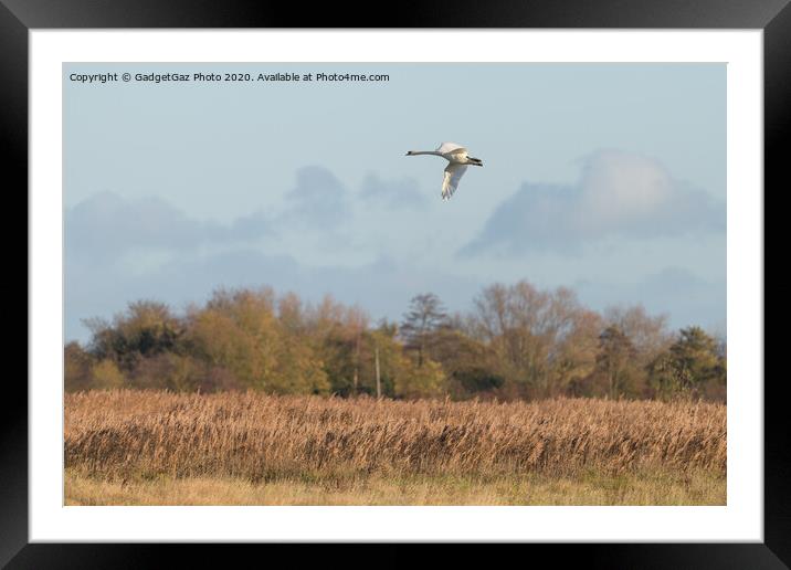 Swan over the Marshes Framed Mounted Print by GadgetGaz Photo