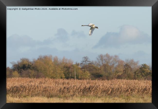 Swan over the Marshes Framed Print by GadgetGaz Photo