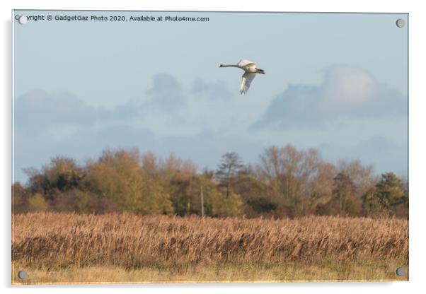 Swan over the Marshes Acrylic by GadgetGaz Photo