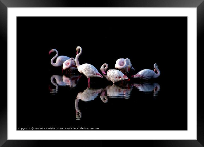 Flamingoes at dusk Framed Mounted Print by Marketa Zvelebil