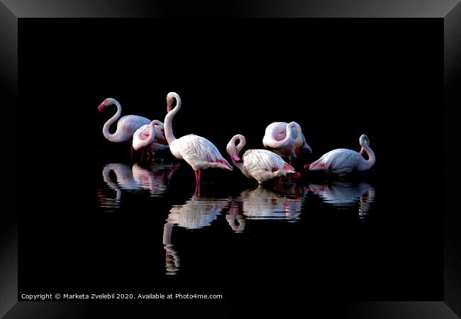 Flamingoes at dusk Framed Print by Marketa Zvelebil