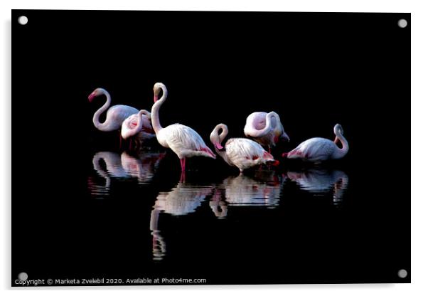 Flamingoes at dusk Acrylic by Marketa Zvelebil