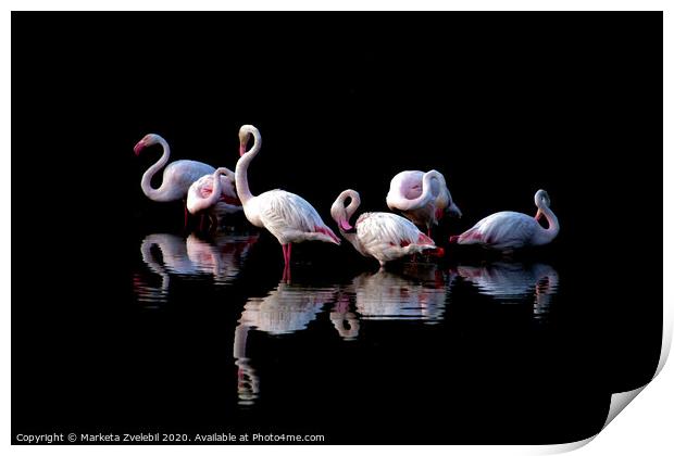 Flamingoes at dusk Print by Marketa Zvelebil