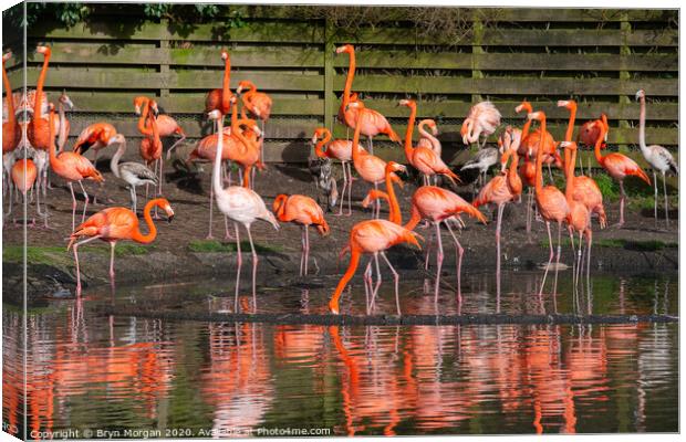 Flamingos with reflections Canvas Print by Bryn Morgan
