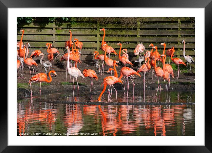 Flamingos with reflections Framed Mounted Print by Bryn Morgan