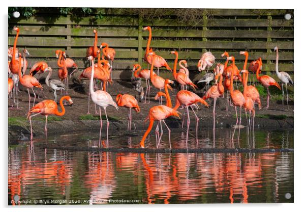 Flamingos with reflections Acrylic by Bryn Morgan
