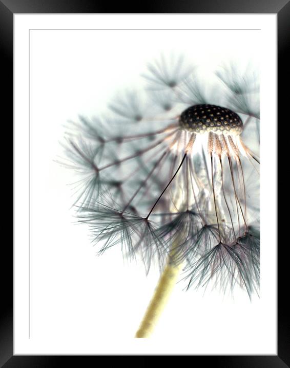 a moment of stillness (white) Framed Mounted Print by Heather Newton