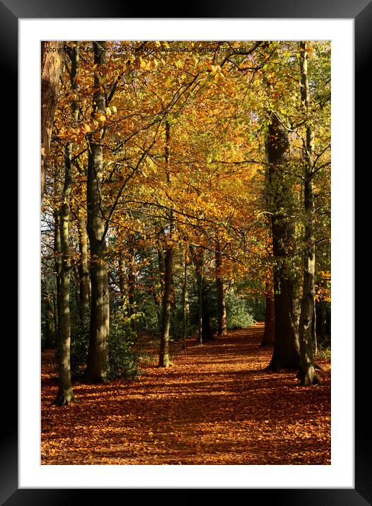 Plant tree Framed Mounted Print by Duncan Savidge