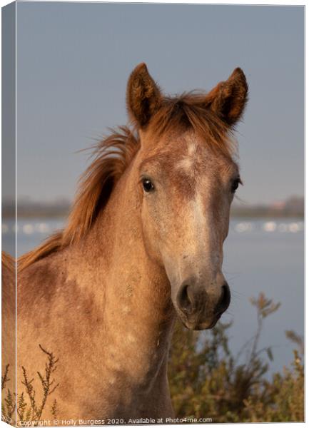 Camargue Foal, Pure Bred in France  Canvas Print by Holly Burgess