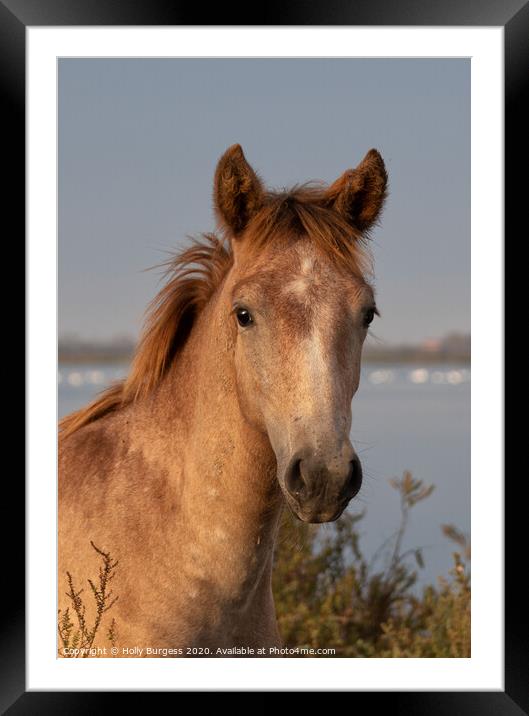 Camargue Foal, Pure Bred in France  Framed Mounted Print by Holly Burgess