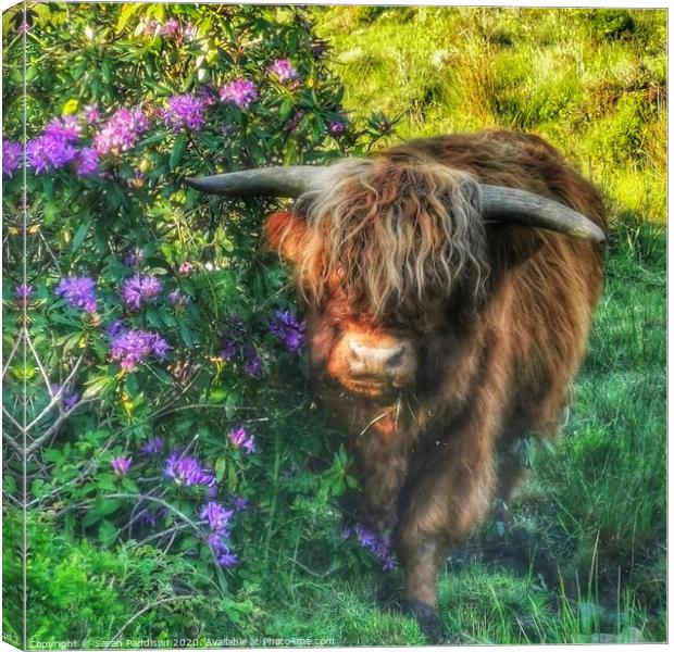 Highland cow at walker wood reservoir Canvas Print by Sarah Paddison