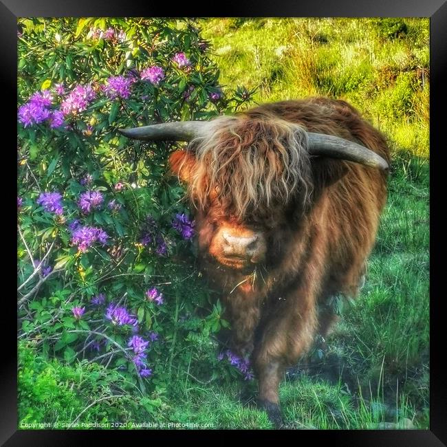 Highland cow at walker wood reservoir Framed Print by Sarah Paddison