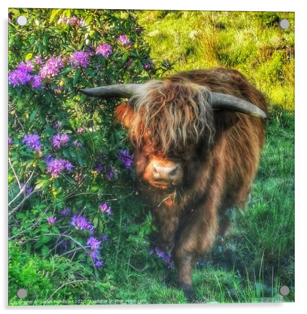 Highland cow at walker wood reservoir Acrylic by Sarah Paddison