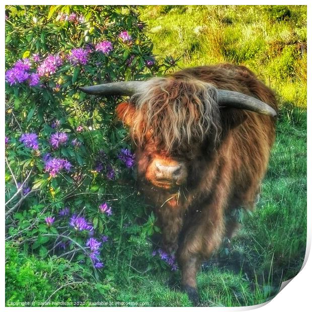 Highland cow at walker wood reservoir Print by Sarah Paddison