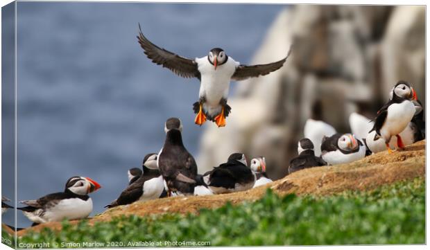 Atlantic puffin coming into land  Canvas Print by Simon Marlow