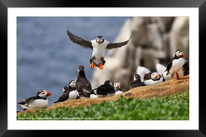 Atlantic puffin coming into land  Framed Mounted Print by Simon Marlow