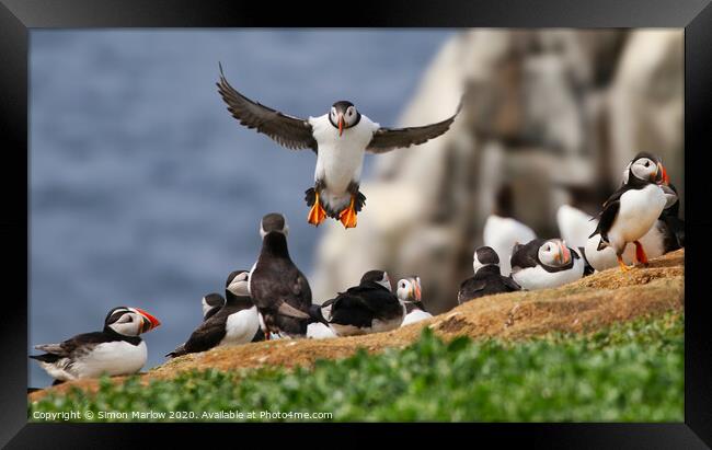 Atlantic puffin coming into land  Framed Print by Simon Marlow