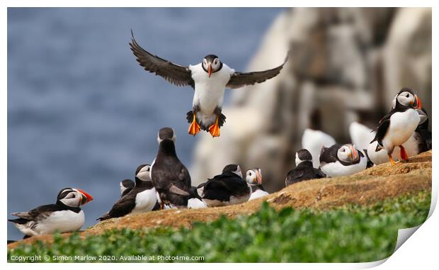 Atlantic puffin coming into land  Print by Simon Marlow